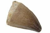 Fossil Mosasaur (Prognathodon) Tooth - Morocco #216988-1